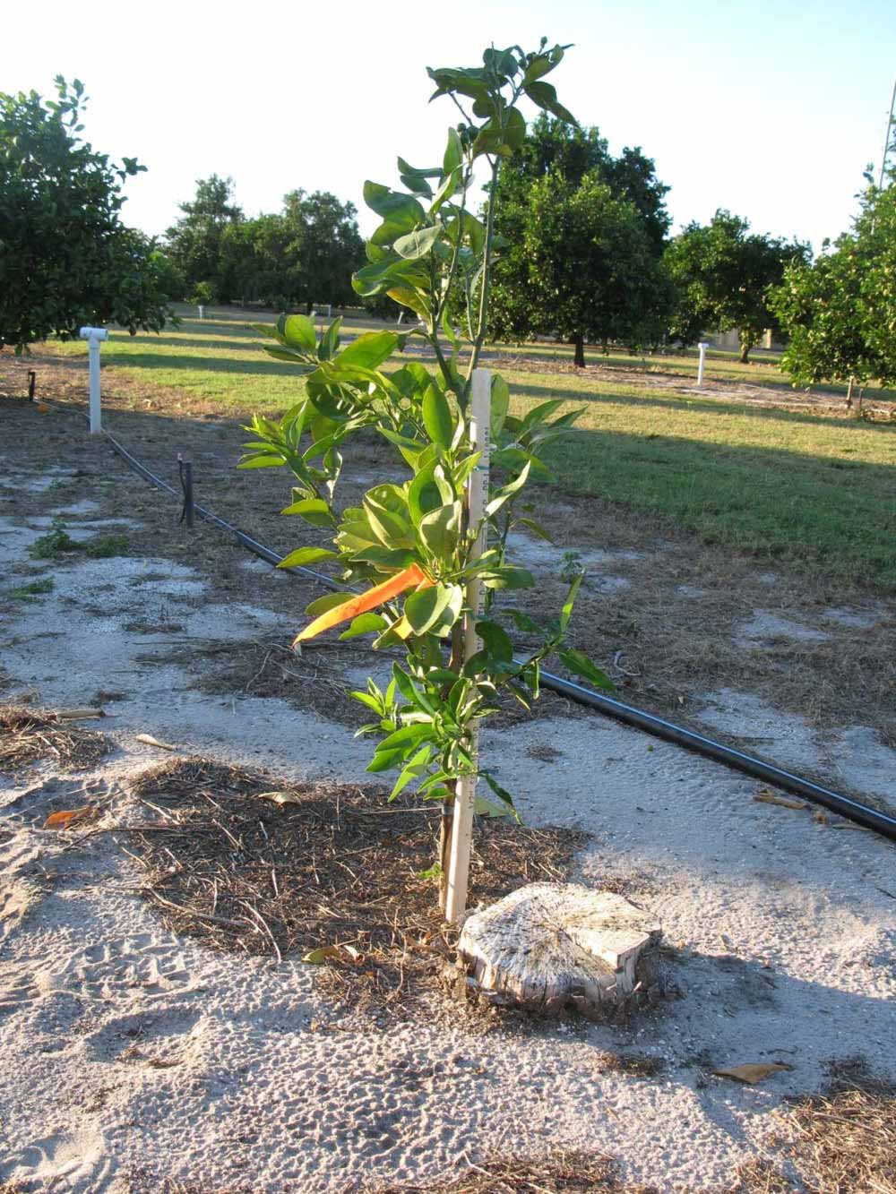              Habit (Winter Haven, FL)       